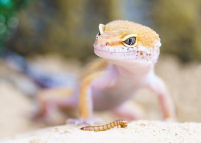 gecko-2299365_640